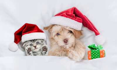 Cute kitten and Goldust Yorkshire terrier puppy wearing santa hats lying together under a white...