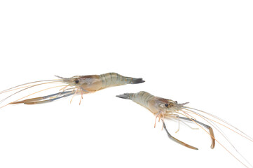 Giant freshwater prawn isolated on white background. Fresh shrimp