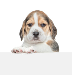 Cute Beagle puppy above empty white banner looking at camera. isolated on white background. Empty space for text