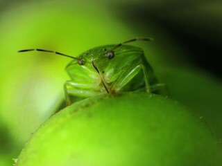 close-up green beetle on leaf