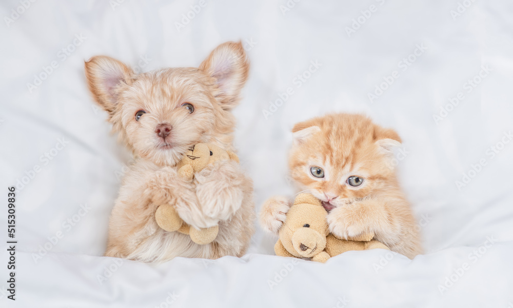 Aufkleber funny goldust yorkshire terrier puppy and ginger tiny kitten hug toy bears under white warm blanket 