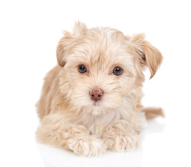 Cute Goldust Yorkshire terrier puppy lying in front view. isolated on white background