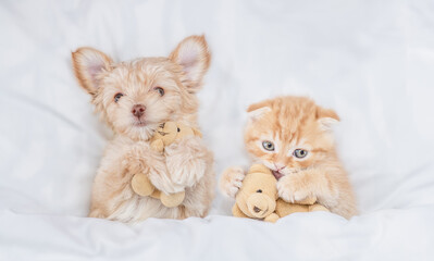 Funny Goldust Yorkshire terrier puppy and ginger tiny kitten hug toy bears under white warm blanket...