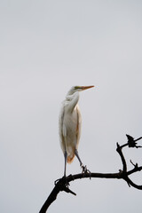 해바라기 와 새