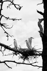 해바라기 와 새