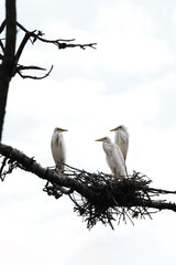 해바라기 와 새