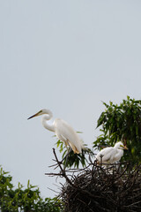 해바라기 와 새
