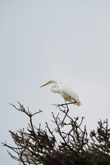 해바라기 와 새