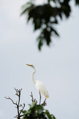 해바라기 와 새
