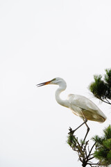 해바라기 와 새