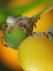 close-up of small ants farming the aphids colony