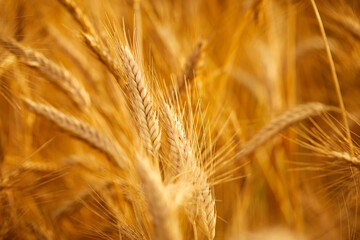 Wheat field with ripe grains