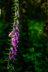 purple flowers in the forest