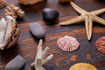 sea star and shells on the sand