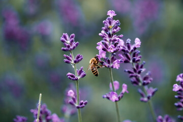 A bee collects nectar from the lavenders purple blossom