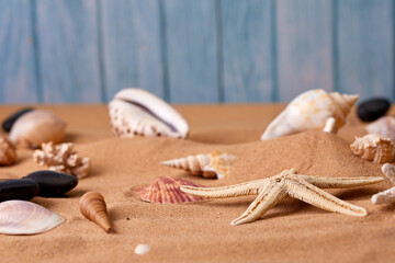 sea star and shells on the sand