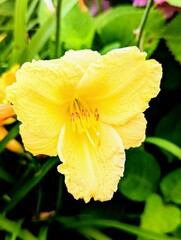yellow flower