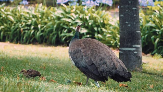 Female Peacock With Her Peachick Foraging In The Grass. - close up, slow motion
