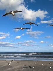 seagulls on the beach