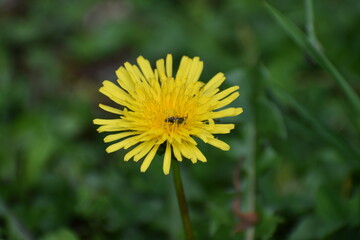 yellow dandelion