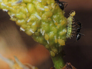 close-up of black ants farming the aphids colony