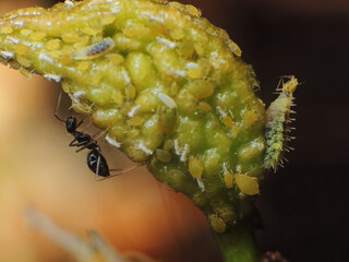 close-up of black ants farming the aphids colony