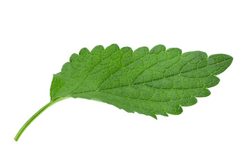 lemon balm herb leaf on white