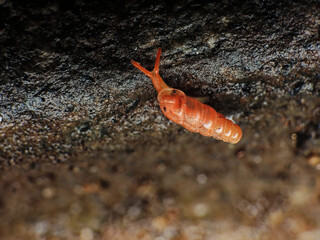 Obraz na płótnie Canvas close-up of small red snail on the rock