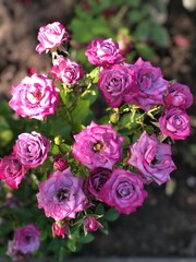 bunch of pink roses