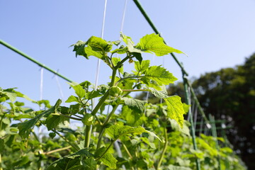 夏を感じさせる無農薬のほおずき畑
