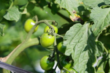 無農薬で栽培されたオーガニックのトマト農園