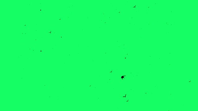 3d animation  - Silhouette of Flies which fly on green screen