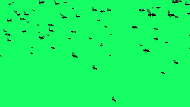 3d animation - flies fly on green screen
