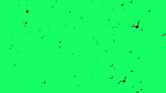 3d animation - flies fly on green screen
