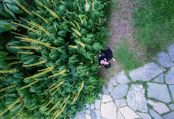 top view from above of sexy, young, woman lies dead outdoors on a path under a bush with flower bud umbels, after accident or crime - obrazy, fototapety, plakaty