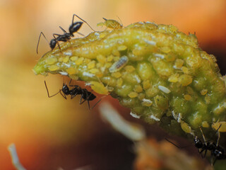 close-up of black ants farming the aphids colony