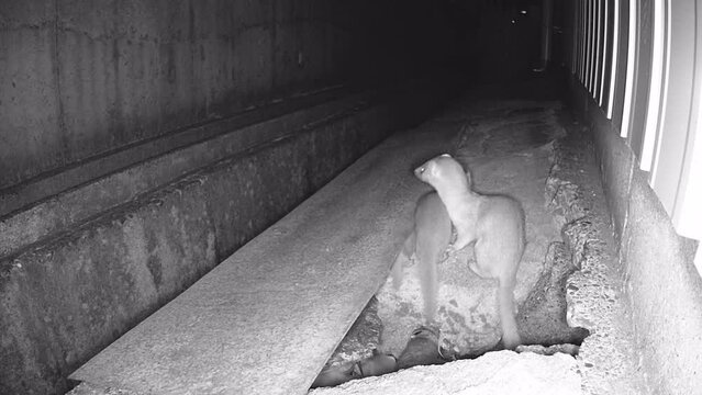 次々に出てくるイタチの子どもたち