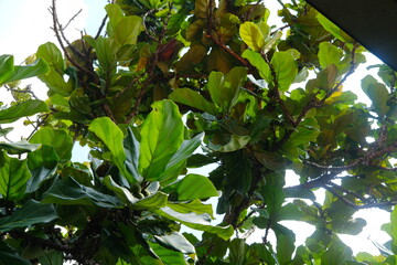 green leaves on a tree