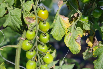 無農薬で栽培されたオーガニックのトマト農園