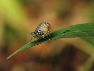 unrecognized insect but this bug produced bubbles