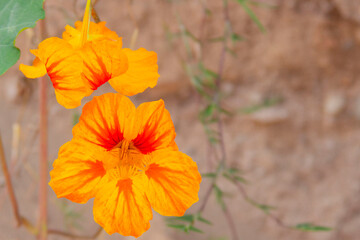 orange flower in the garden