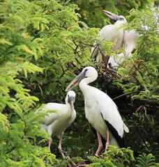 sitting on tamarind tree white and black  heron 
