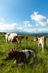 Fototapeta na wymiar Cows grazing on green meadow in Polish countryside