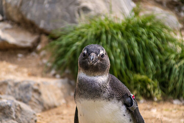 Naklejka premium Besuch im Zoo