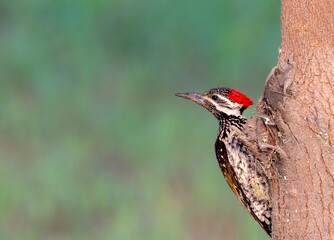 bird on the tree, The black-rumped flameback, also known as the lesser golden-backed woodpecker or lesser goldenback, is a woodpecker found widely distributed in the Indian subcontinent 