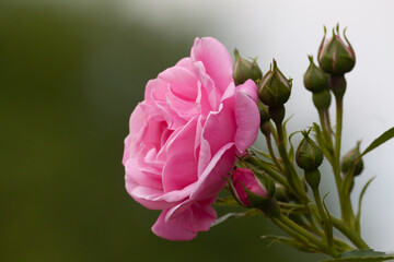 Close-up of pink rose