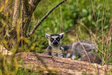 Obraz premium Besuch im Zoo
