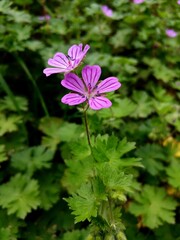 flower in the garden