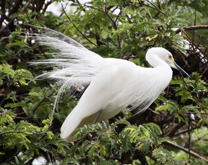 sitting on tamarind tree white grey heron 