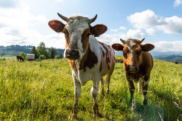 Naklejka na ściany i meble Happy Cows Grazing on Green grass in summer